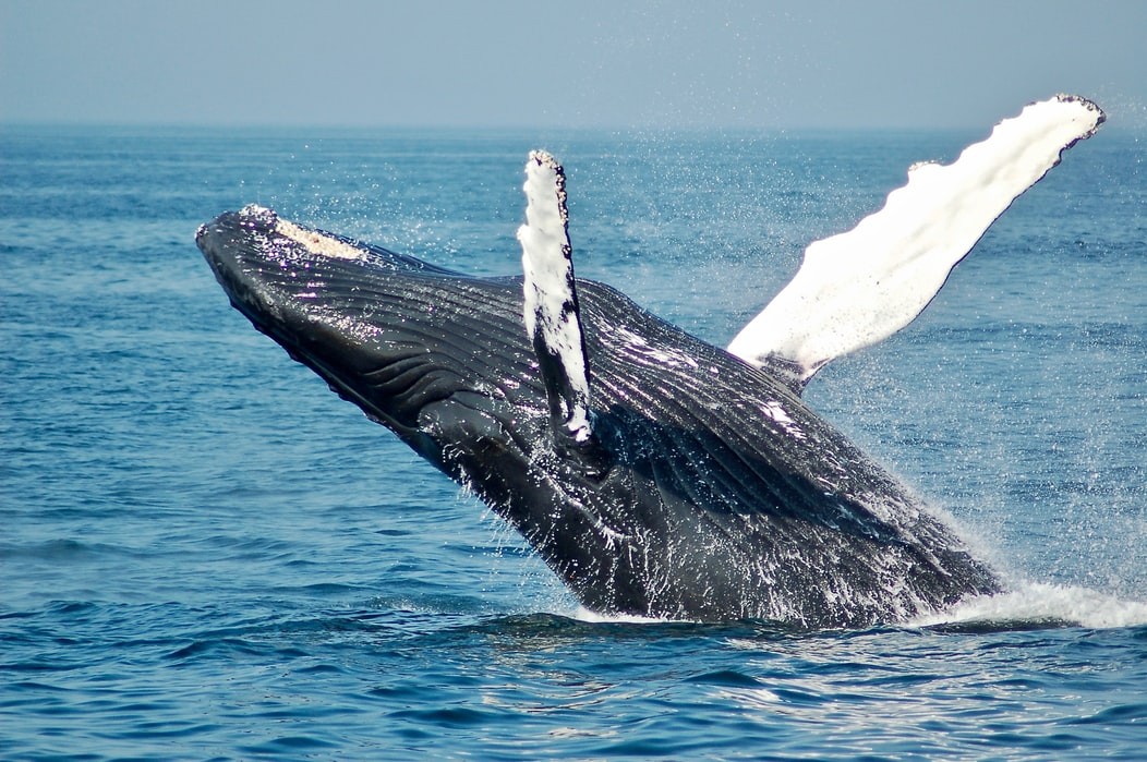 La magie d’observer des baleines en Islande